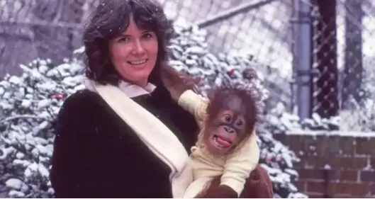 上过大学、会攒钱买玩具的猩猩，最后却被人类驱逐回到动物园